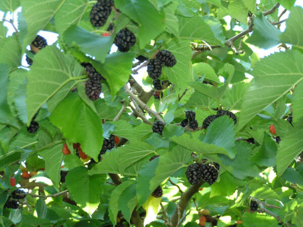 mulberry-tree-1-1