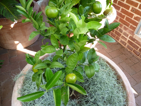 honey tangerine tree near me honey tangerine tree near me