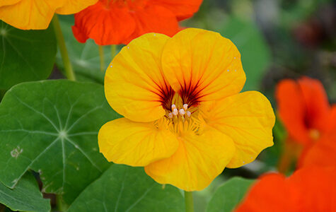 The,Yellow,Orange,Nasturtium,Flowers,With,Vine,And,Green,Leaves