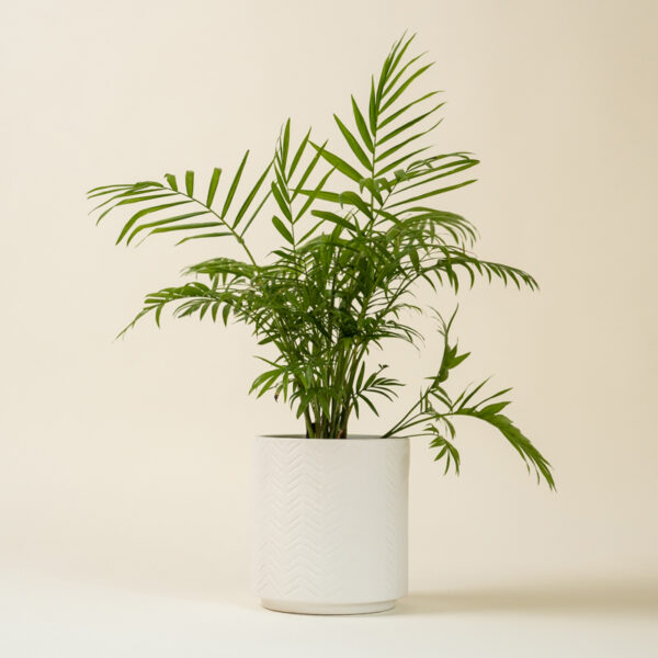 neanthe-bella-palm_2