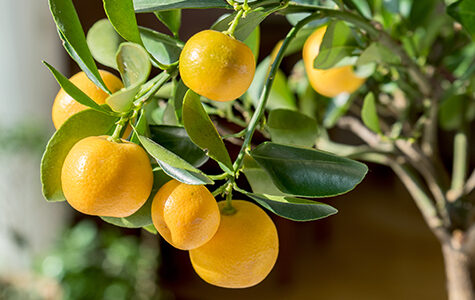 Orange Tree in a Pot