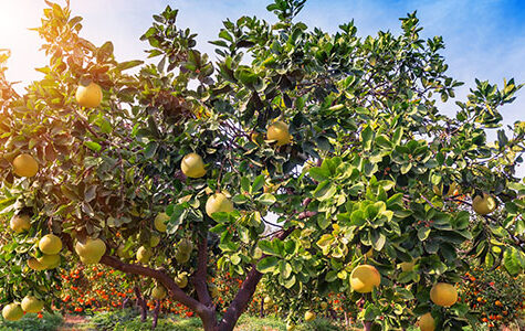 Ripe,Pomelo,Fruits,Hang,On,The,Trees,In,The,Citrus