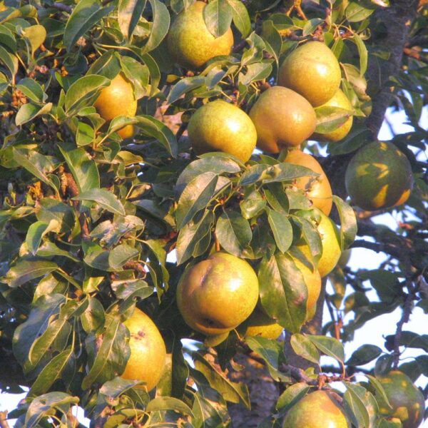 orient pear tree