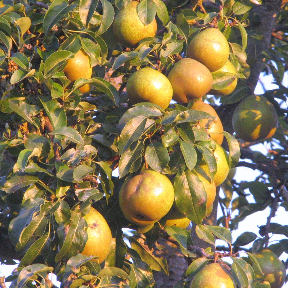 Orient Pear Tree (Height: 3 - 4 FT)