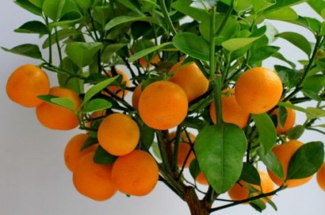 page mandarin tree