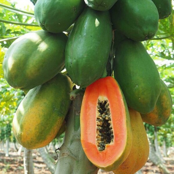 papaya-tree