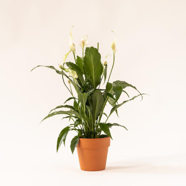 Peace Lily (Spathiphyllum)