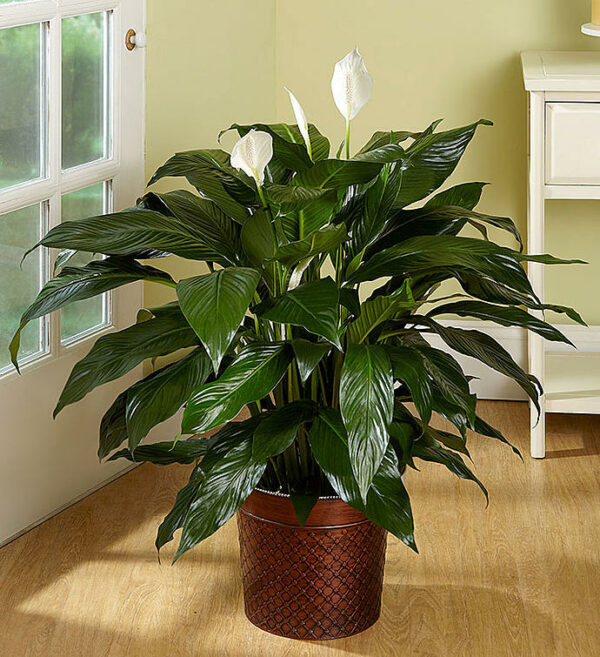 peace lily 2