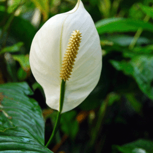 peace lily easter 1