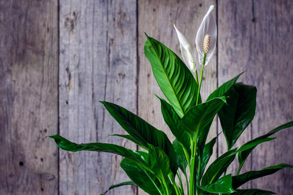 peace lily easter 2