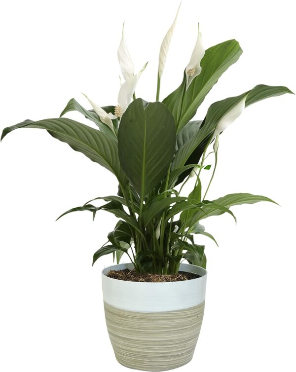 peace lily plant 2