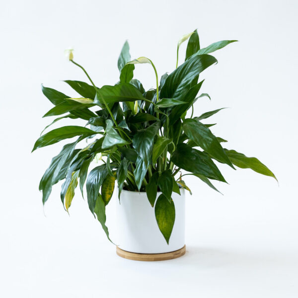 Peace Lily