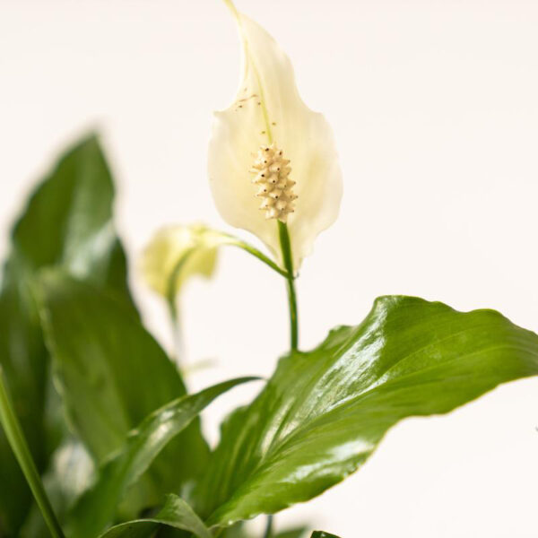 Peace Lily