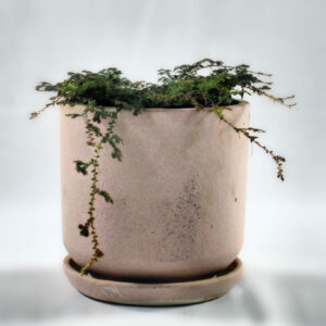 Peacock Fern