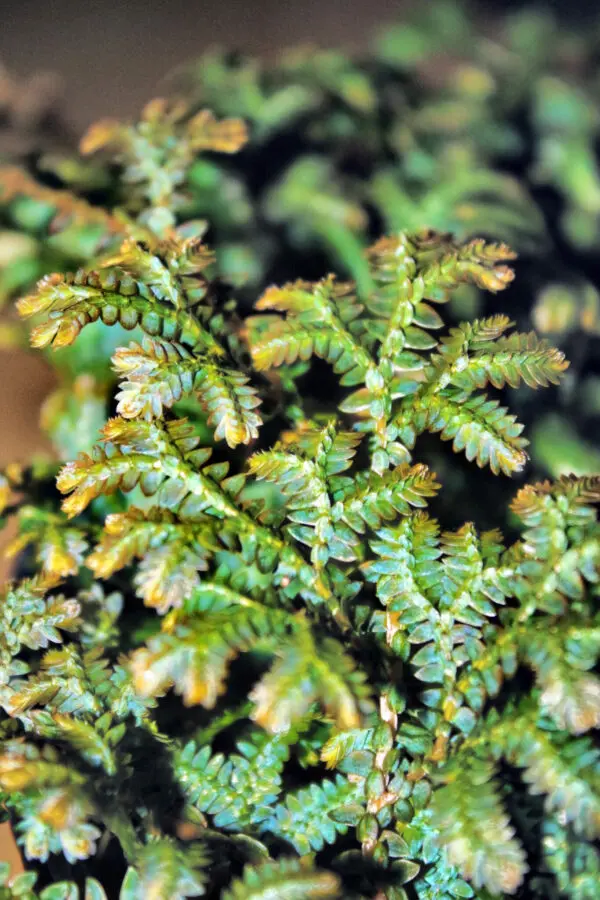 peacock-fern_02-scaled