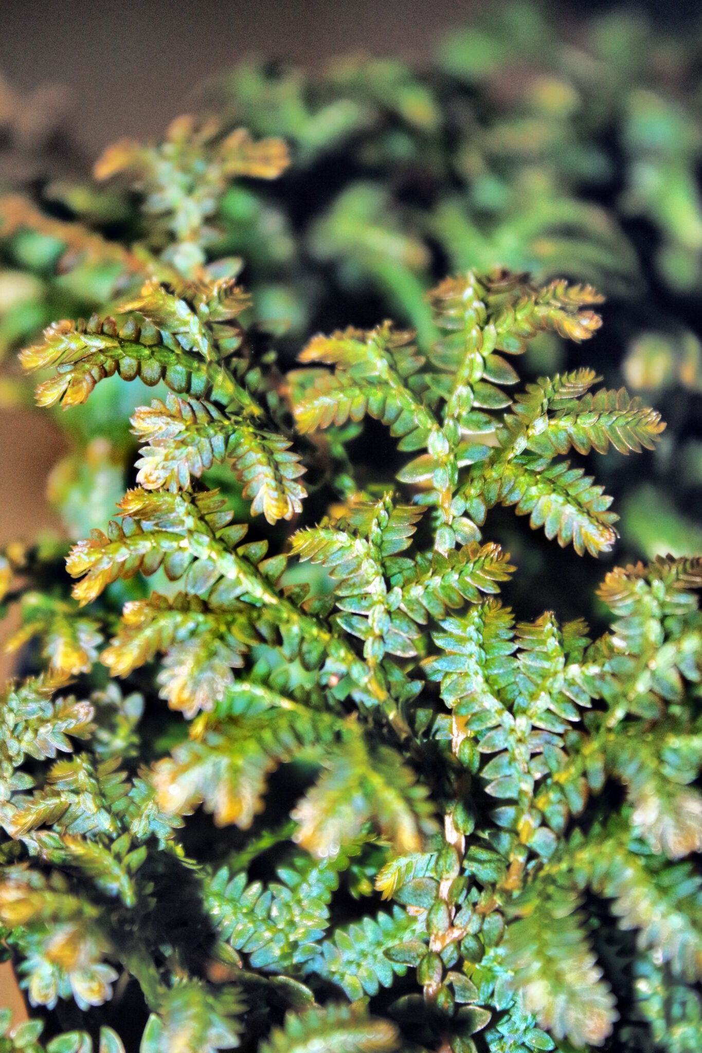 Peacock Fern (Pot: Grower Pot)