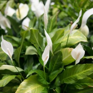 peace lily plant