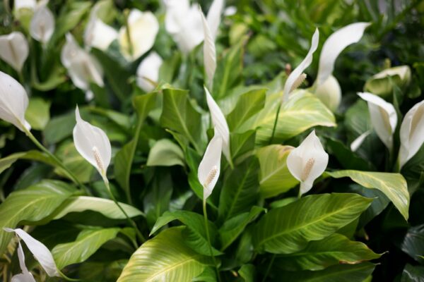 peace lily plant