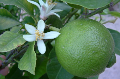 persian lime cocktail tree 1