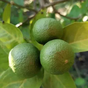 persianfruit_tree