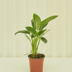 Philodendron Birkin