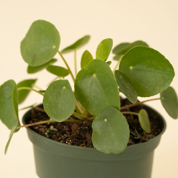 pilea-peperomia_2