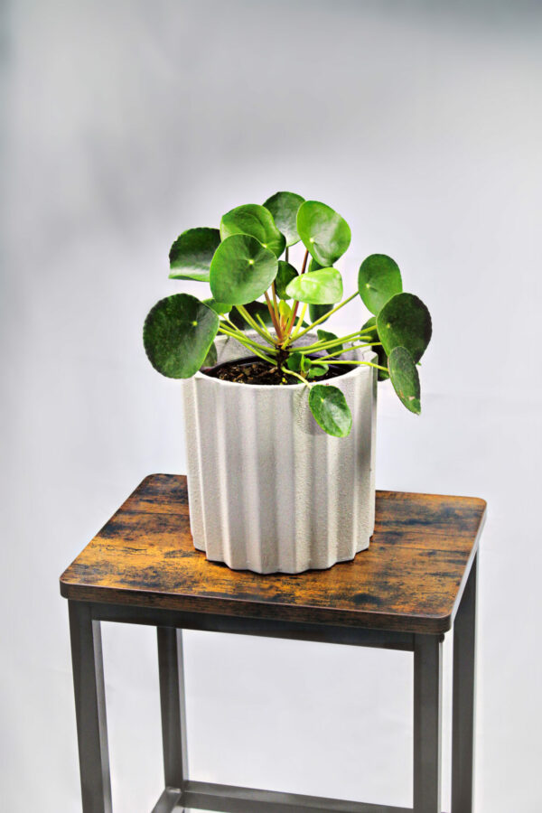 pilea-peperomia_3-scaled