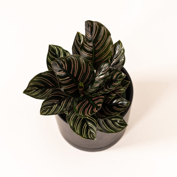 Pink Pinstripe Calathea (Ornata)