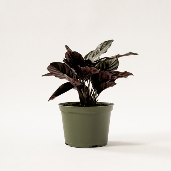 pink-pinstripe-calathea_2