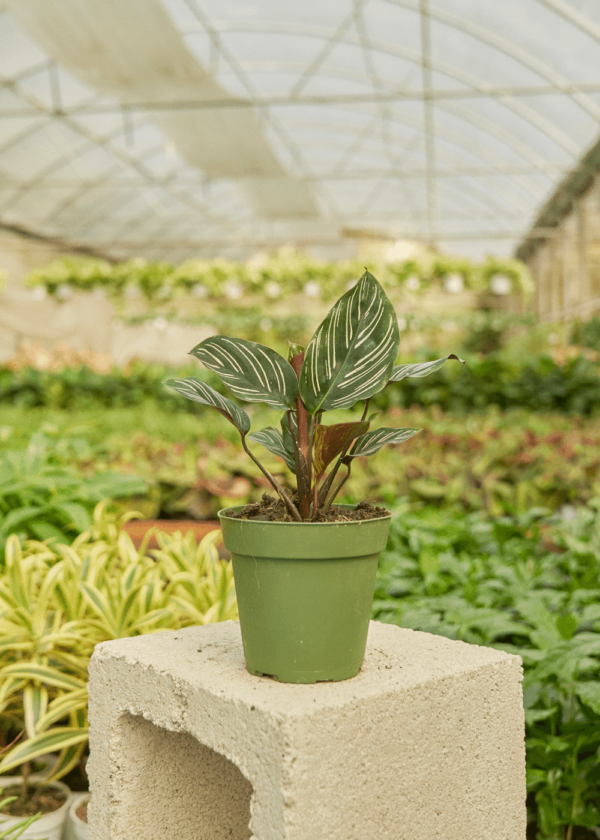 pink-pinstripe-calathea_4.jpg