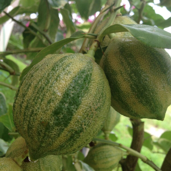 pink-variegated-eureka-lemon-tree-1