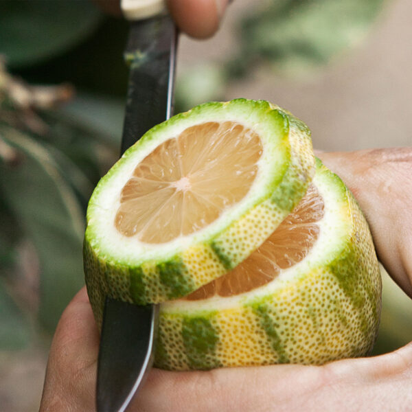 pink-variegated-eureka-lemon-tree-2