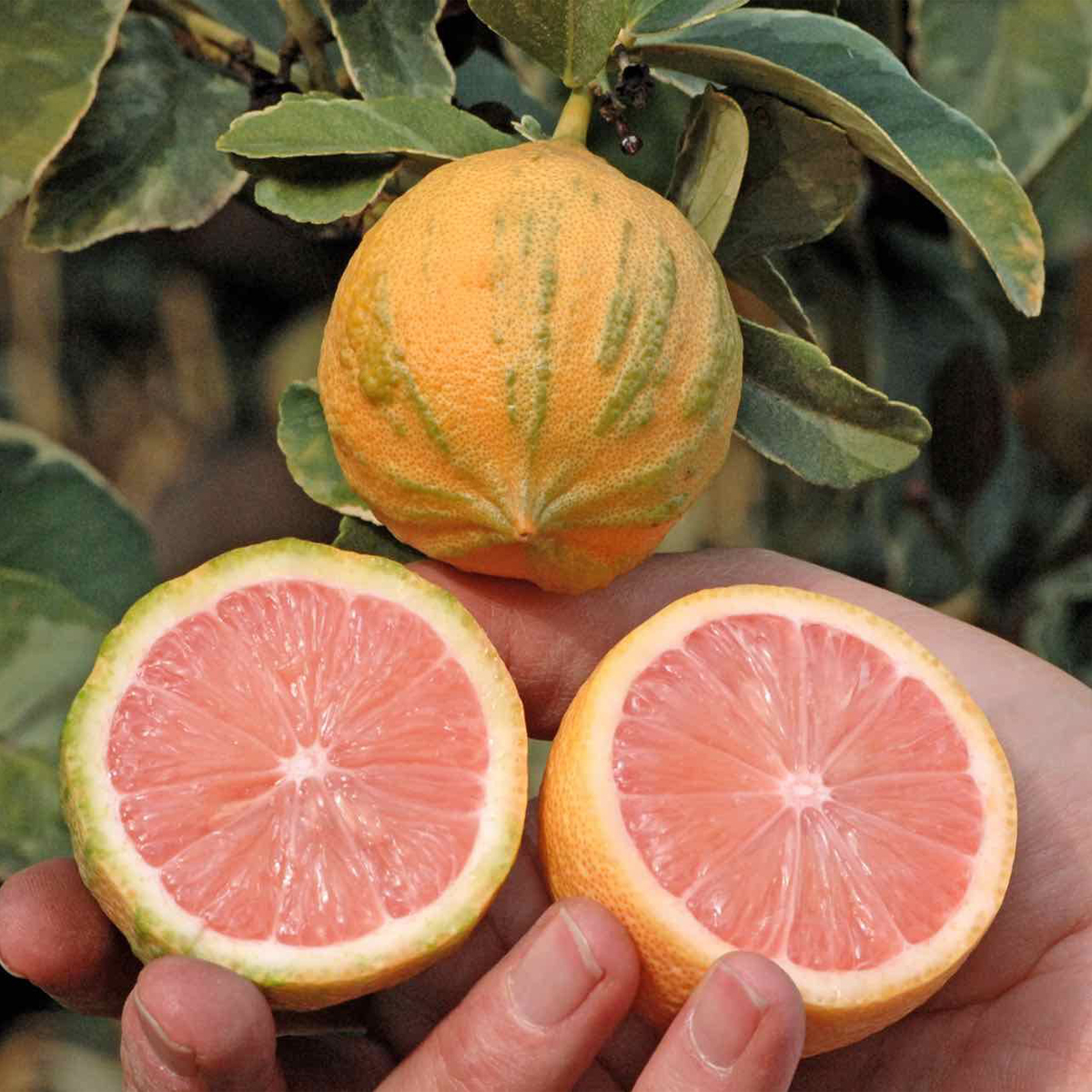 Pink Variegated Lemon Tree (Height: 2 - 3 FT, Shape: Standard)