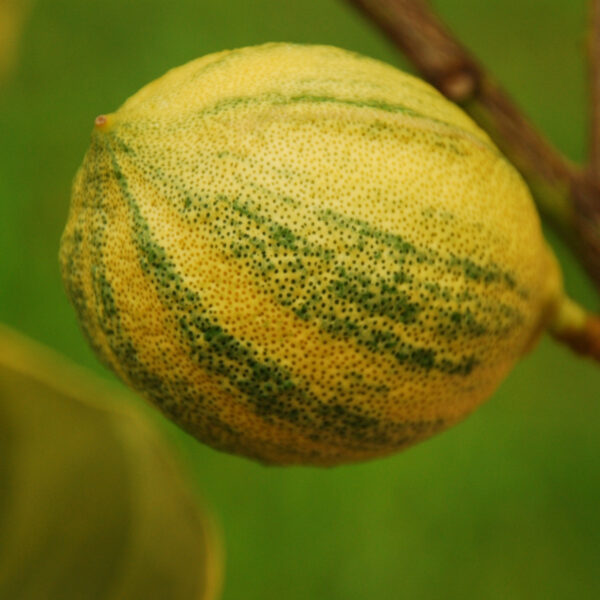 pink-variegated-eureka-lemon-tree