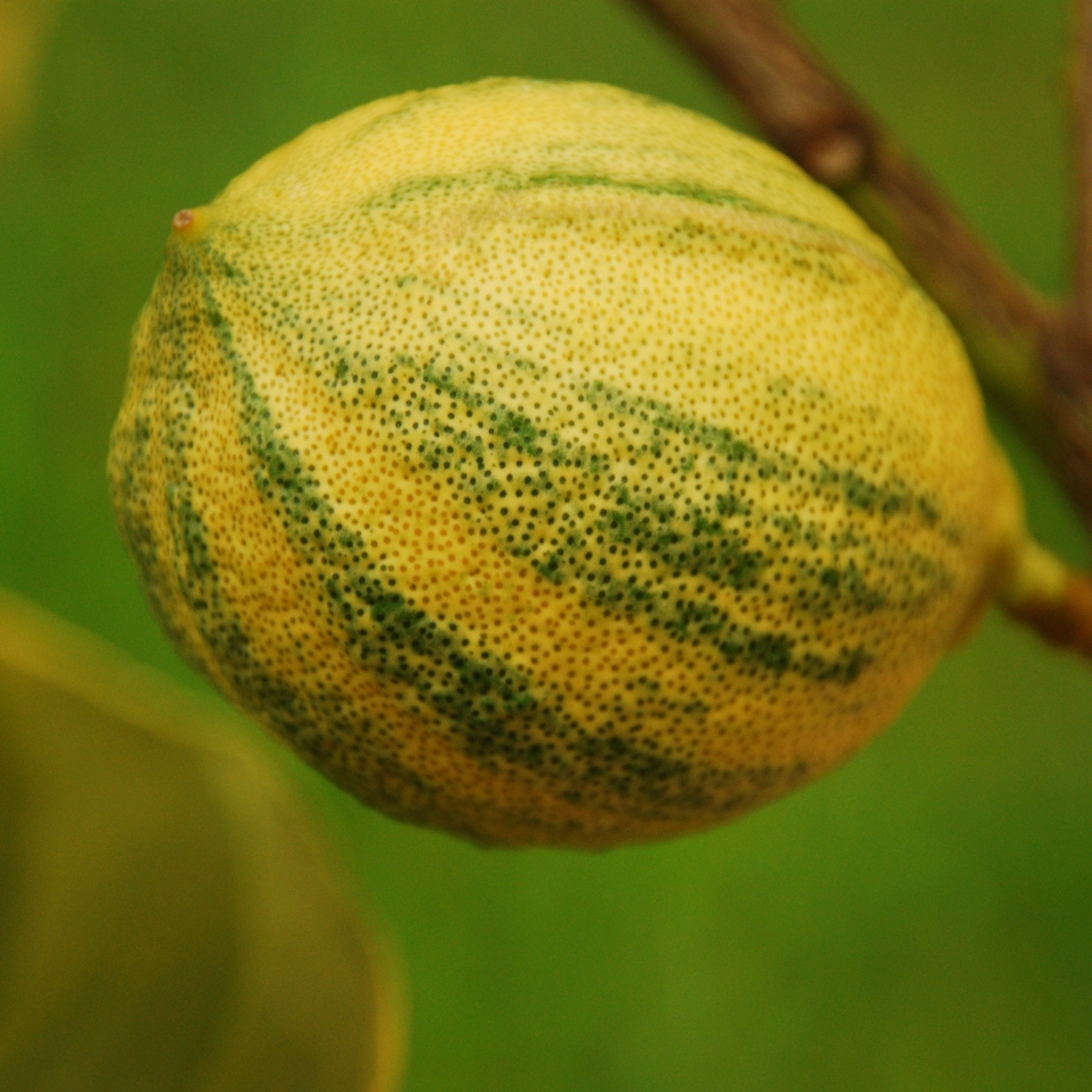 Pink Variegated Lemon Tree (Height: 18 - 26 IN, Shape: Standard)