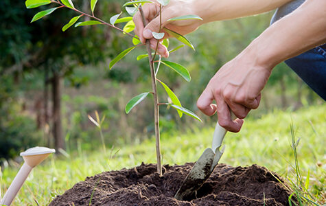 Planting,A,Tree.,Close-up,On,Young,Man,Planting,The,Tree,