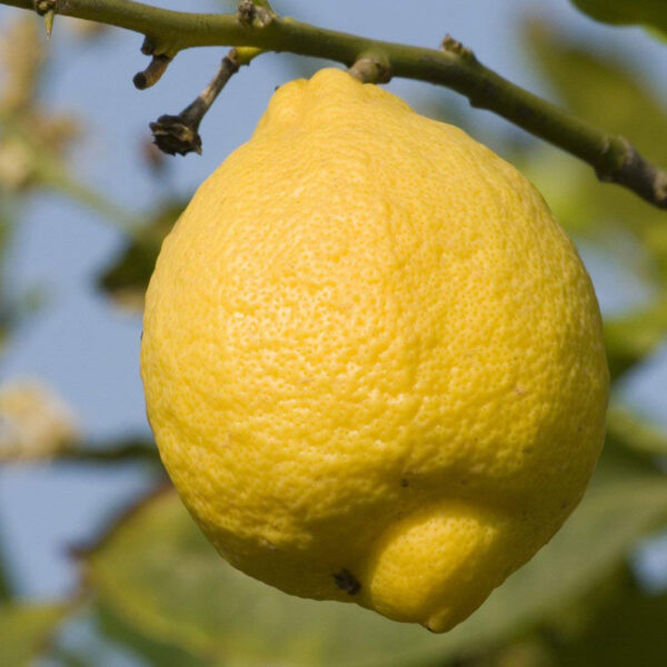poderosa-lemon-tree-1