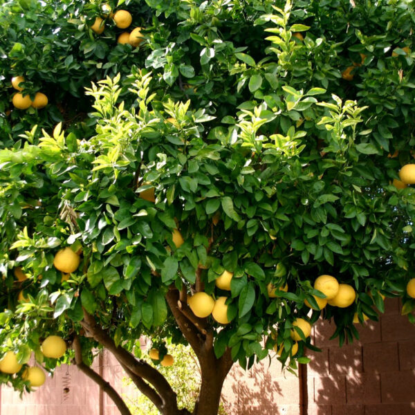 ponderosa-lemon-tree