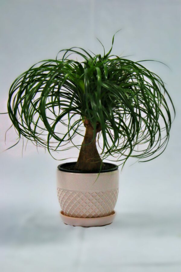 Ponytail Palm Branched