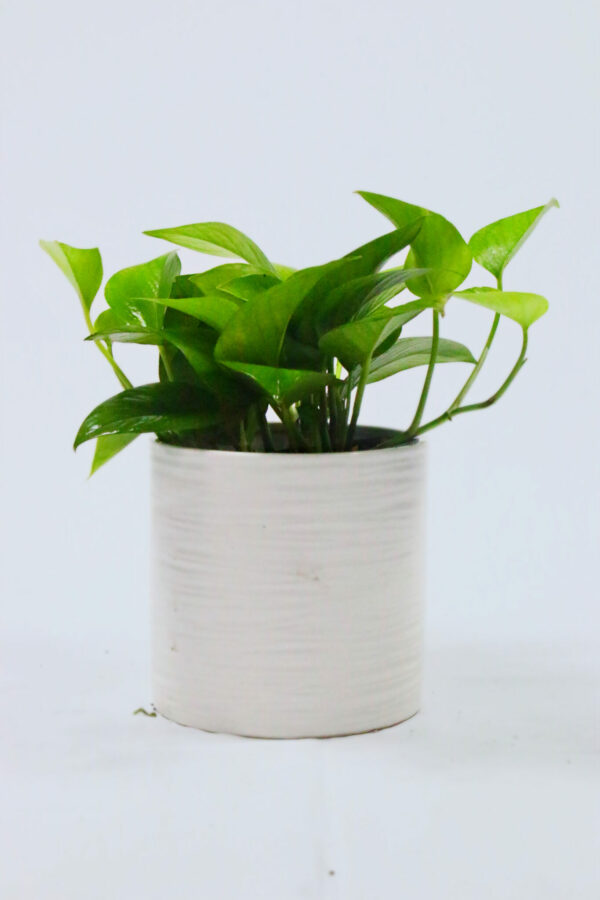 Pothos - Jade