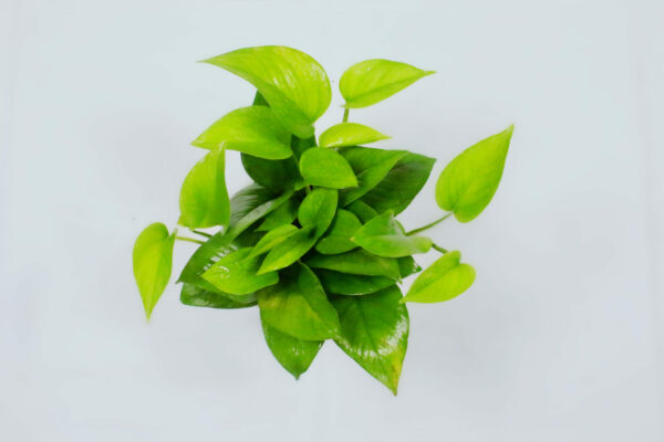 Pothos - Jade