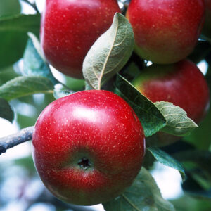 red-delicious-apple-tree 1