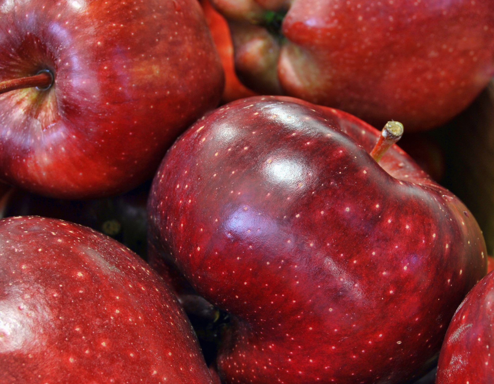 Dwarf Red Delicious Apple Tree