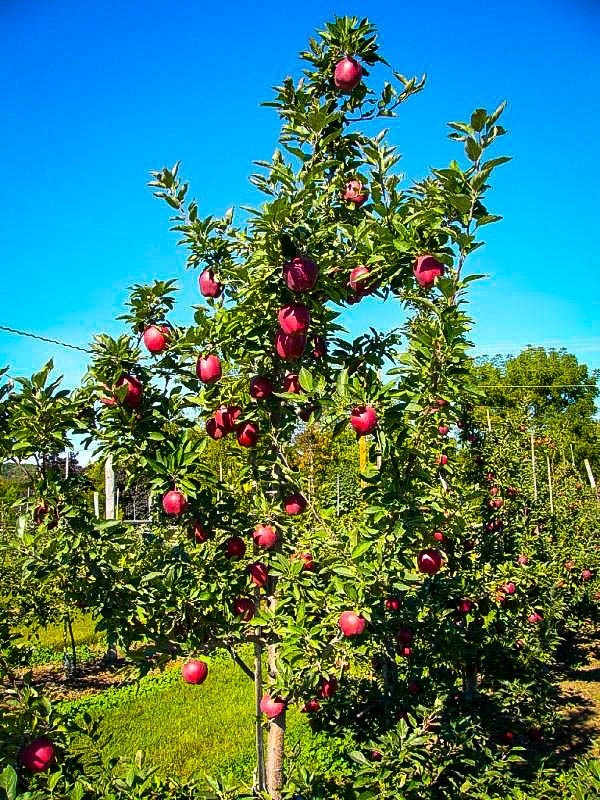 Dwarf Red Delicious Apple Tree (Height: 5 - 6 FT)