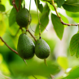 ripe avocados on tree