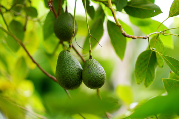 ripe avocados on tree