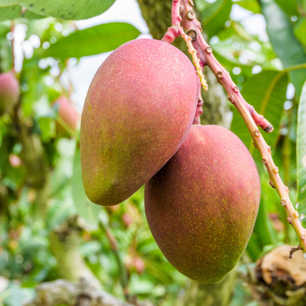 ripe mallika mangos