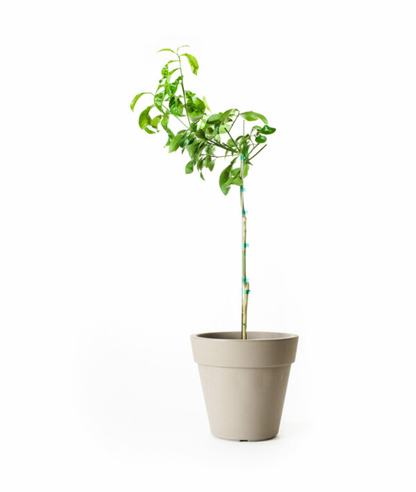 ruby-red-grapefruit-tree-1