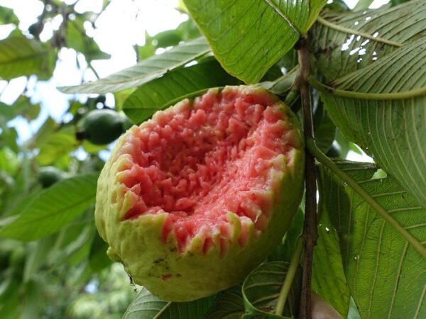 ruby-supreme-guava-tree-1