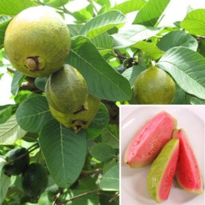 ruby-supreme-guava-tree-2